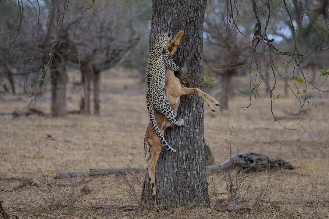 How Do Leopards Hoist Prey Into Trees?