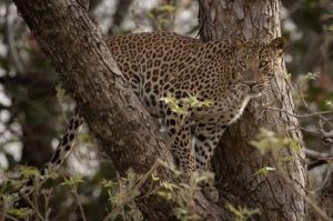 Leopard hoisting prey into a tree to protect its kill from scavengers in the African wilderness.
