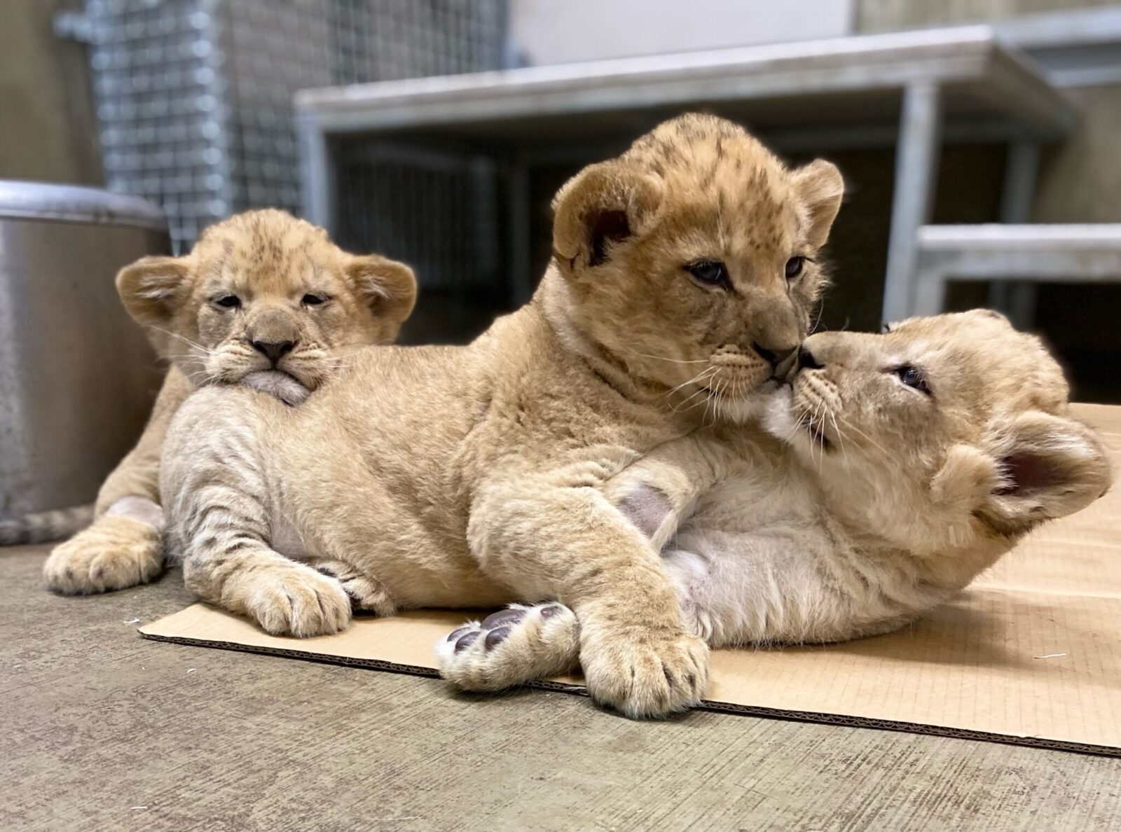How Do Lions Recognize Their Own Cubs?