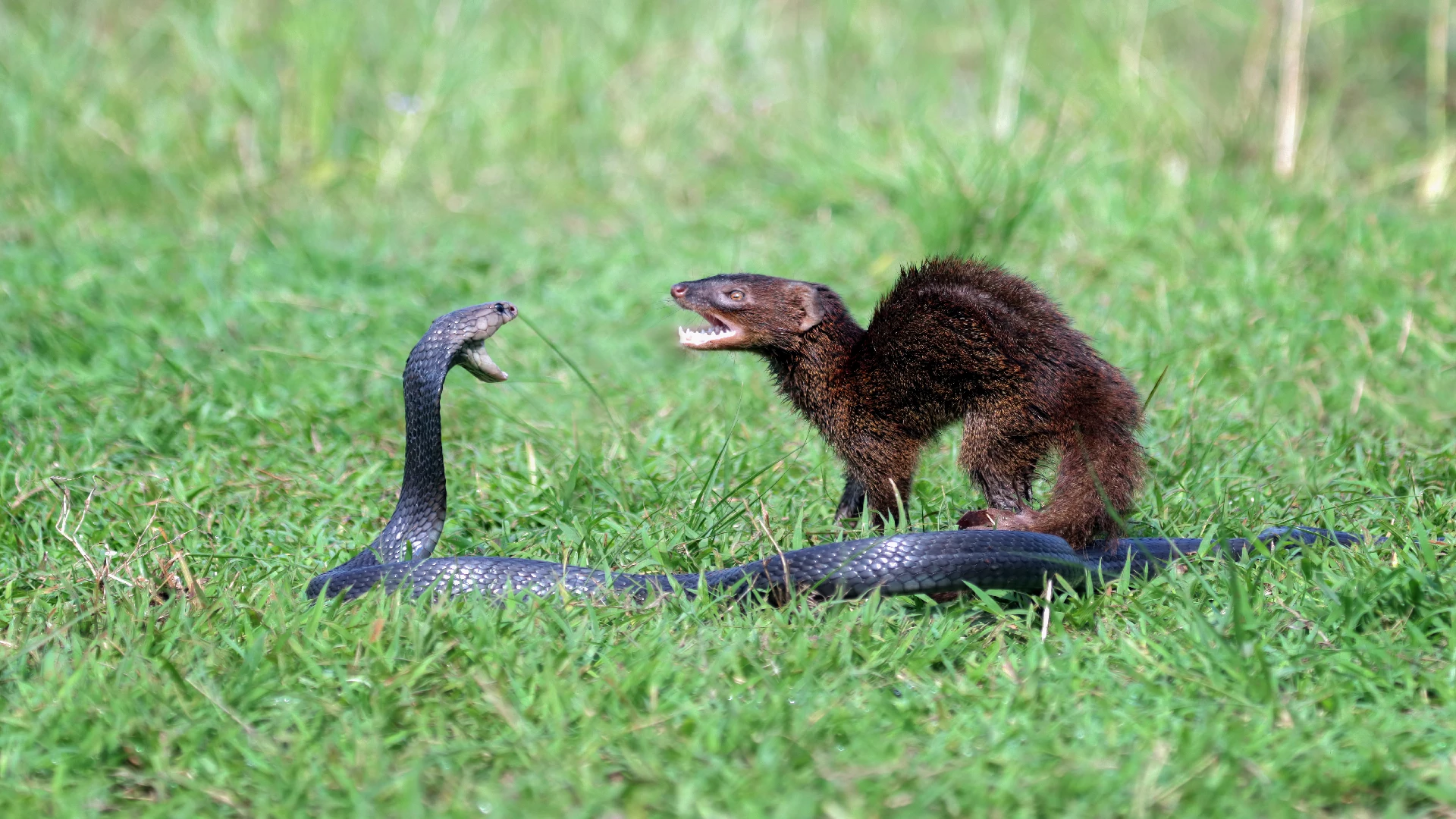 How Do Mongoose Survive Snake Venom?