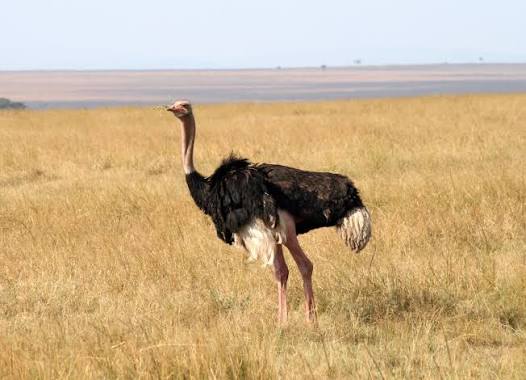 How Do Ostriches Defend Themselves?