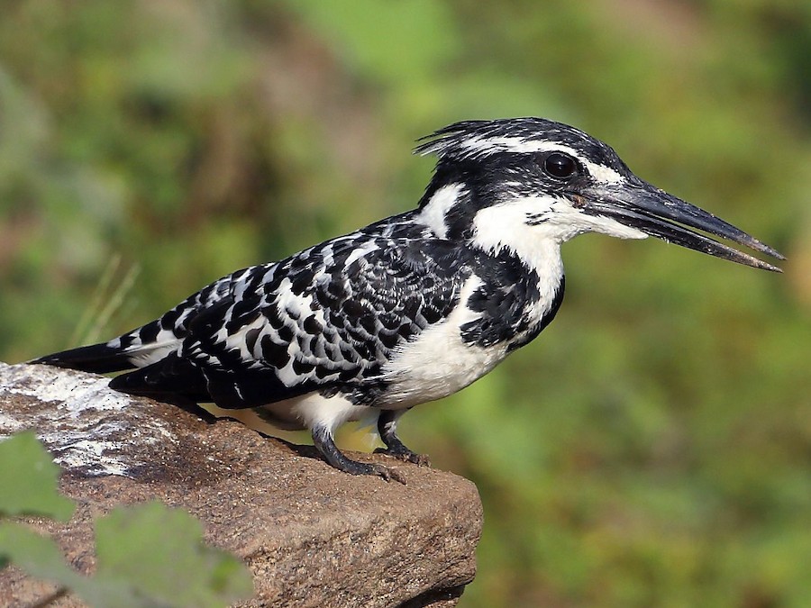 Pied kingfisher hovering over water while hunting for fish in East Africa.
