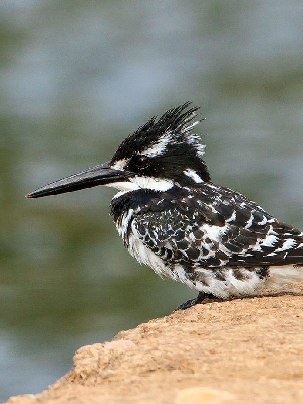 How Do Pied Kingfishers Hover Hunt?
