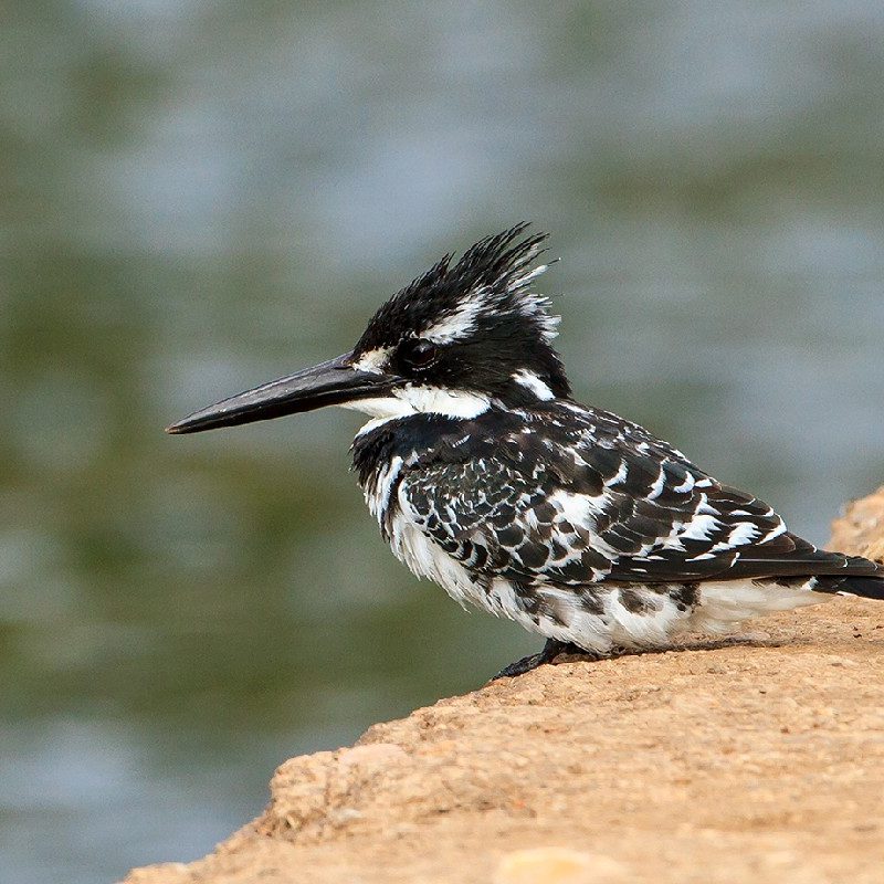 How Do Pied Kingfishers Hover-Hunt(2) How Do Pied Kingfishers Hover-Hunt?
