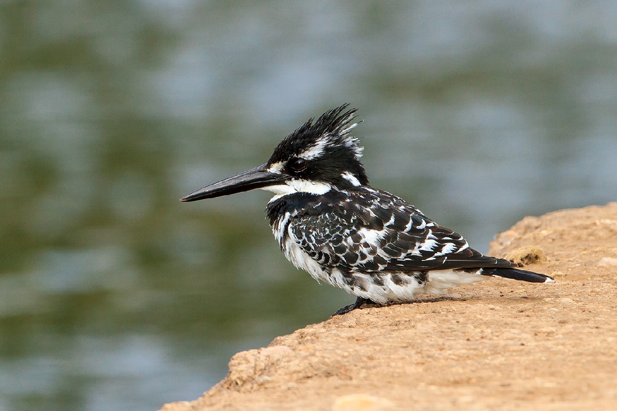 How Do Pied Kingfishers Hover Hunt?