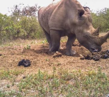 How Do Rhinos Communicate With Their Dung?