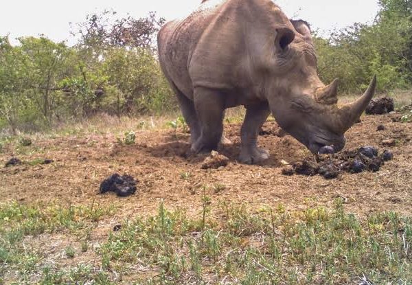 How Do Rhinos Communicate With Their Dung?