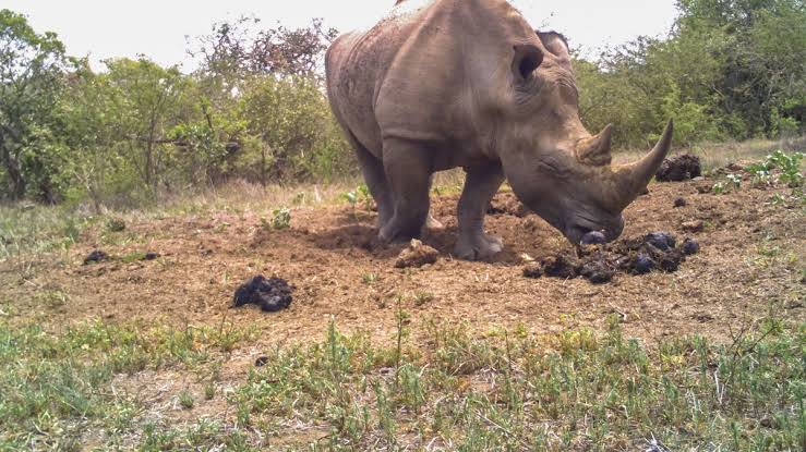 How Do Rhinos Communicate With Their Dung?
