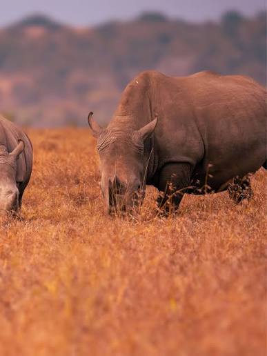 Rhinos using dung piles to communicate territory, identity, and reproductive information in the wild.
