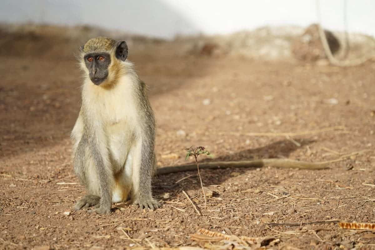 How Do Vervet Monkeys Warn Each Other of Danger?