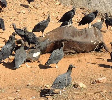 How Do Vultures Find Carcasses So Fast?