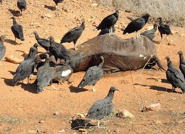 How Do Vultures Find Carcasses So Fast?