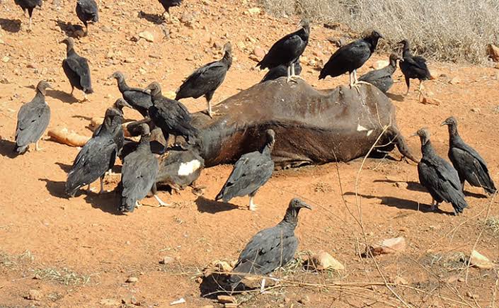 How Do Vultures Find Carcasses So Fast?