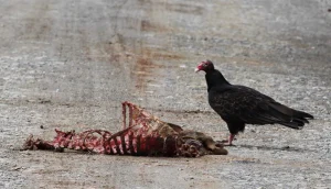 Vultures locating carcasses quickly using keen eyesight and soaring flight across African savanna landscapes.
