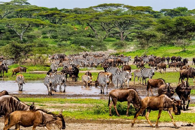 How Do Wildebeest Know When to Migrate?