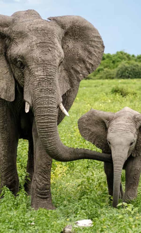 How Elephants Communicate Across Long Distances