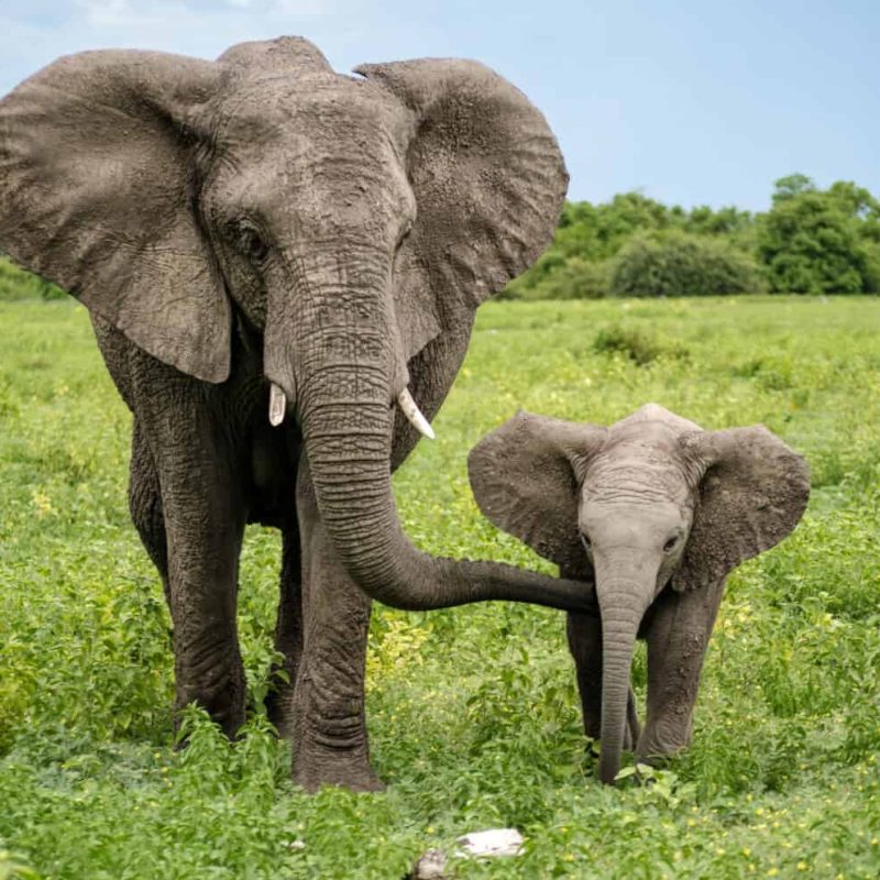 How Elephants Communicate Across Long Distances How Elephants Communicate Across Long Distances