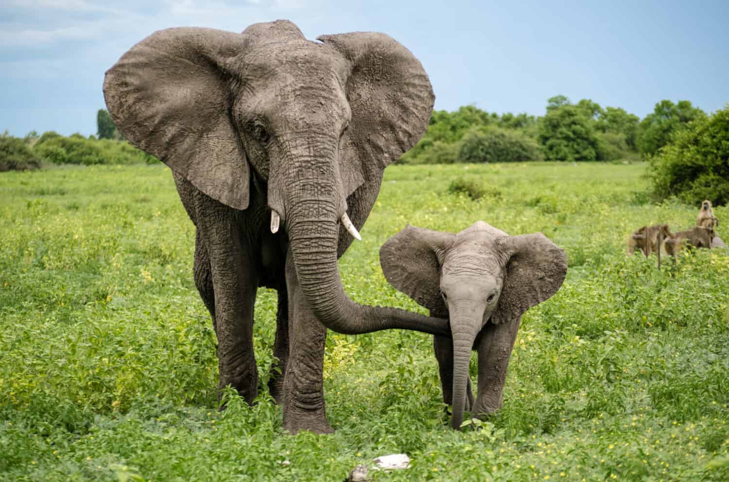 How Elephants Communicate Across Long Distances