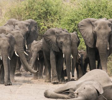 How Elephants Mourn Their Dead