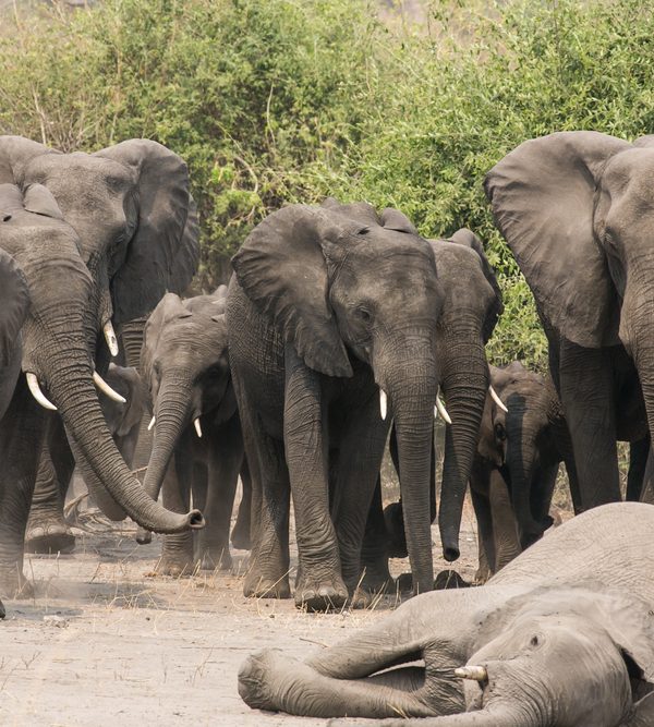 How Elephants Mourn Their Dead