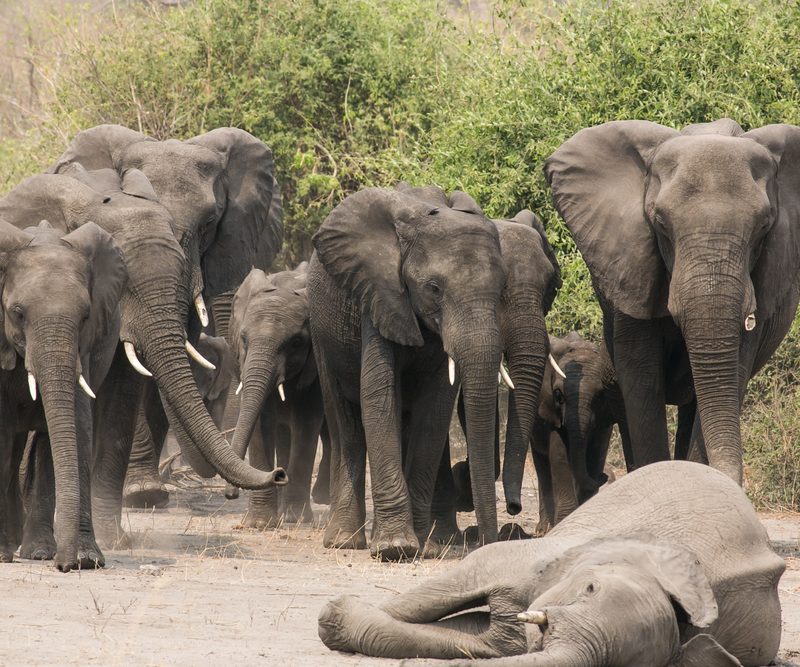 How Elephants Mourn Their Dead How Elephants Mourn Their Dead
