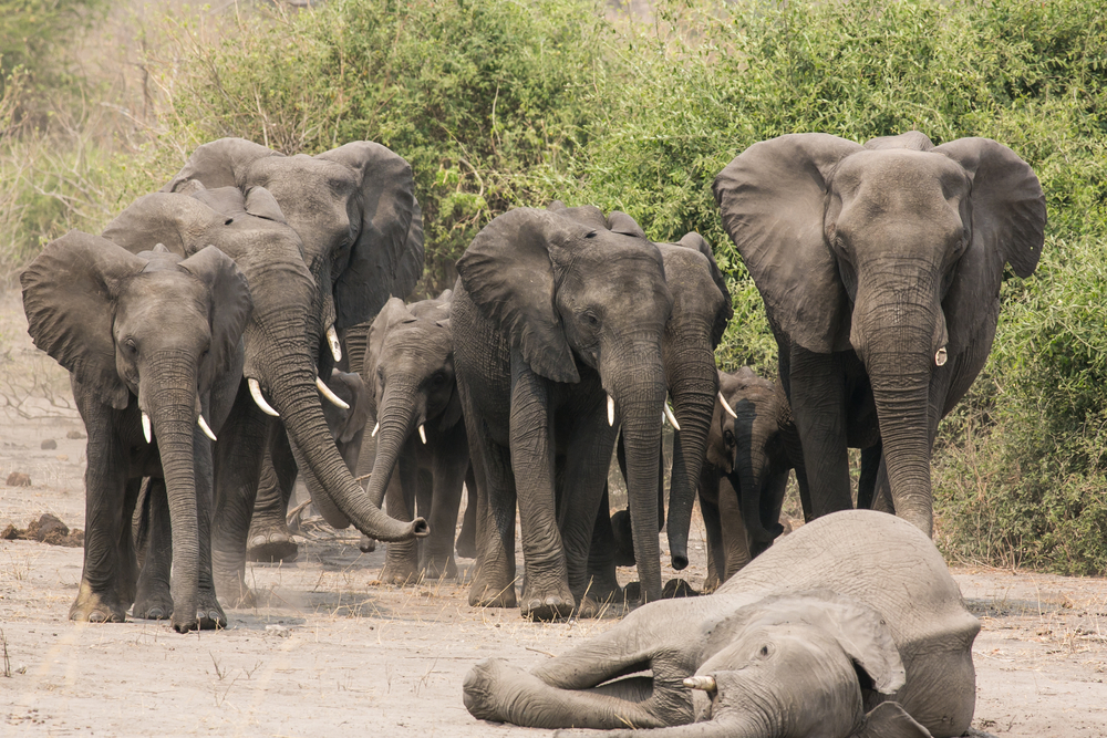 How Elephants Mourn Their Dead