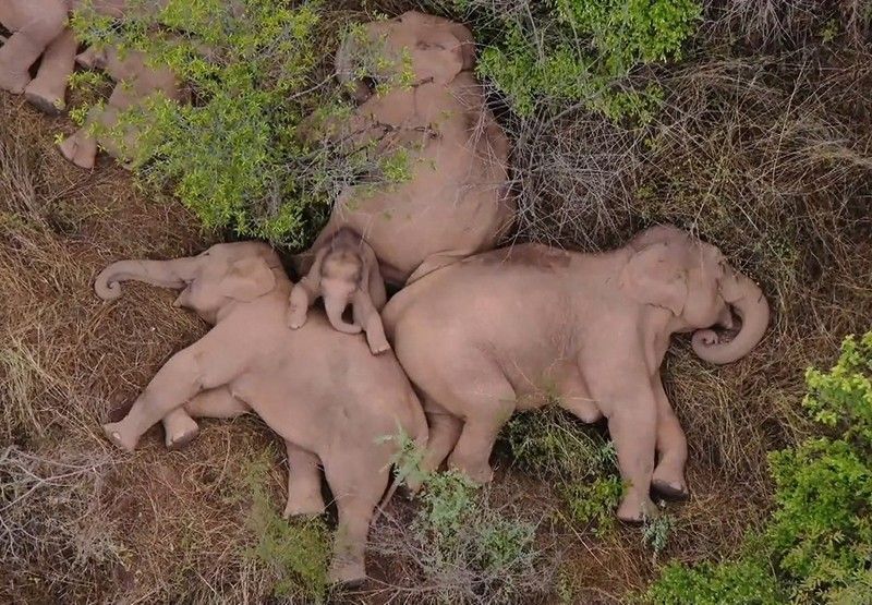 Elephants gathering around and touching the remains of a deceased herd member in the African wilderness.