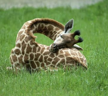 How Giraffes Sleep and Other Surprising Facts