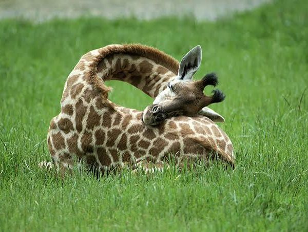 How Giraffes Sleep and Other Surprising Facts
