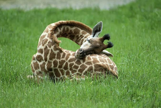 How Giraffes Sleep and Other Surprising Facts
