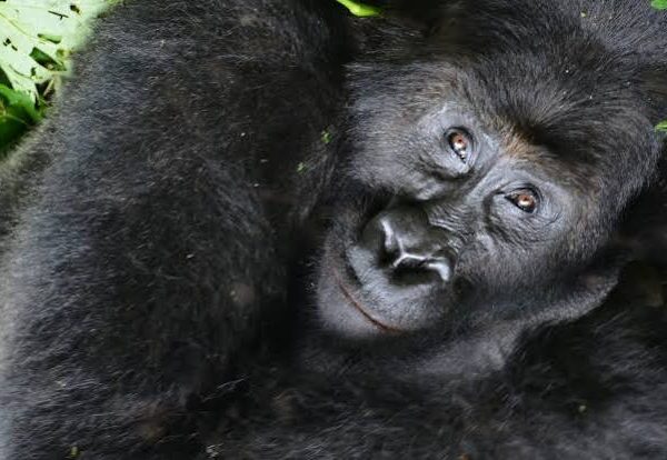 How Gorilla Permit Revenue Is Shared With Local Communities