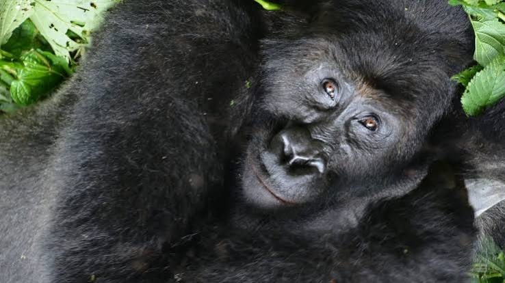 How Gorilla Permit Revenue Is Shared With Local Communities How Gorilla Permit Revenue Is Shared With Local Communities