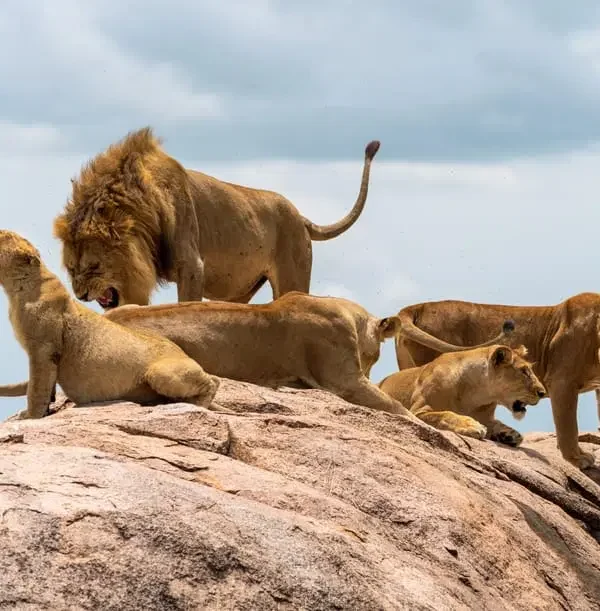 How Lion Prides Are Structured