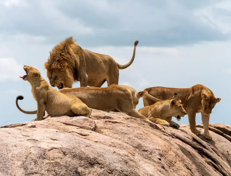 How Lion Prides Are Structured How Lion Prides Are Structured