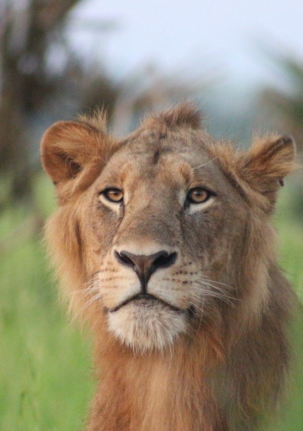 How Lions Communicate With Each Other