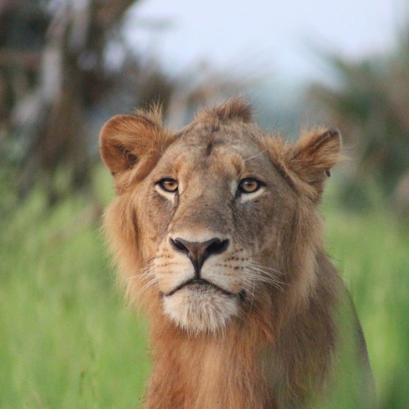 How Lions Communicate With Each Other How Lions Communicate With Each Other