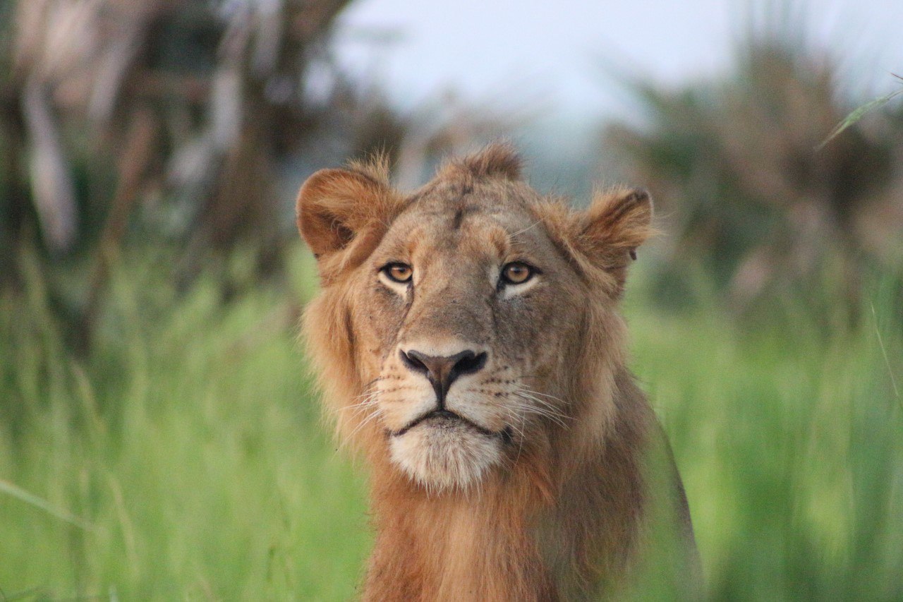 How Lions Communicate With Each Other