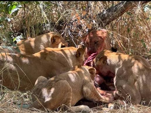 How lions communicate through vocalizations, body language, scent marking, and social behavior in Africa.