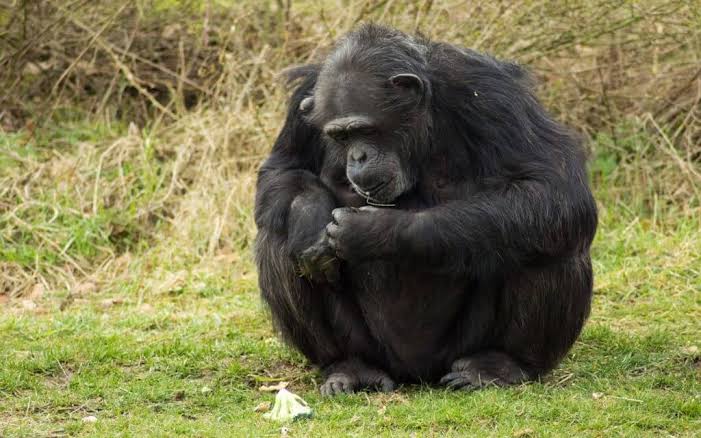 Kalinzu Forest Reserve: A Budget Alternative for Primate Walks