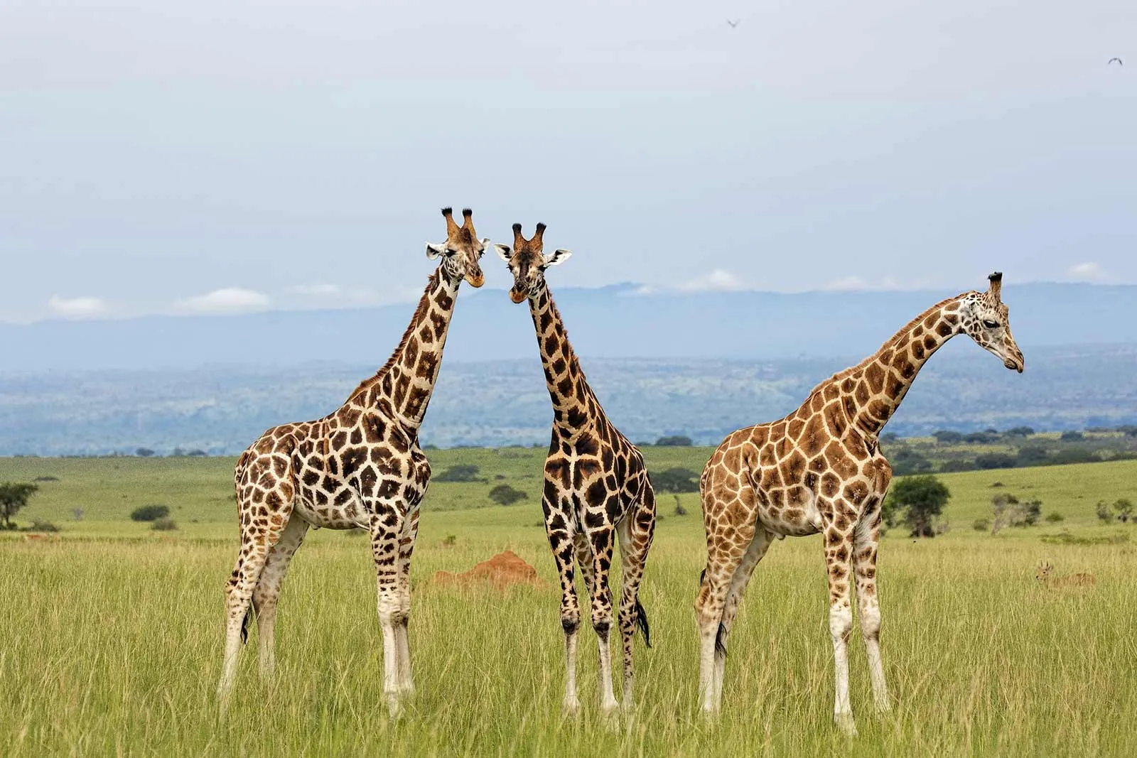 Kidepo Valley National Park: A Complete Guide
