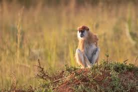 Klipspringers of Kidepo Valley National Park