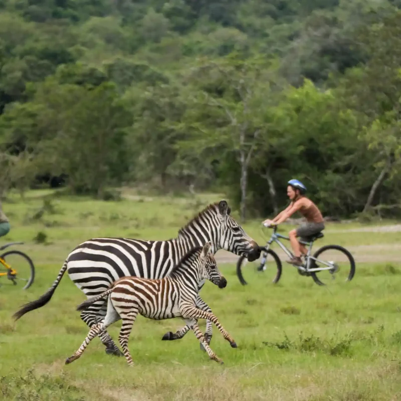 Lake Mburo on Horseback, Bicycle and Foot: A Non-Driver's Safari