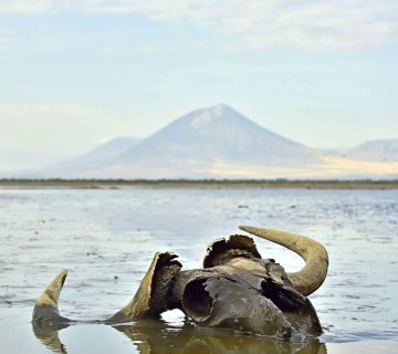 Lake Natron Toxic 360x320