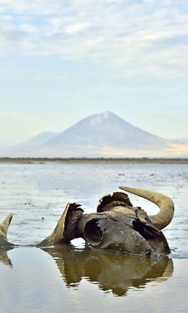 Lake Natron Toxic 600x1000