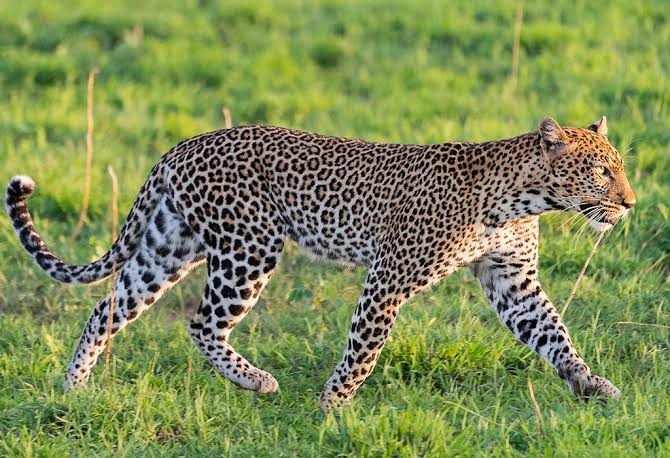 Leopards of Murchison Falls National Park