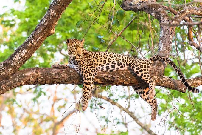 Leopards of Queen Elizabeth National Park