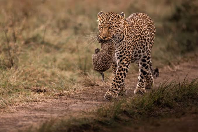 Leopards of the Masai Mara