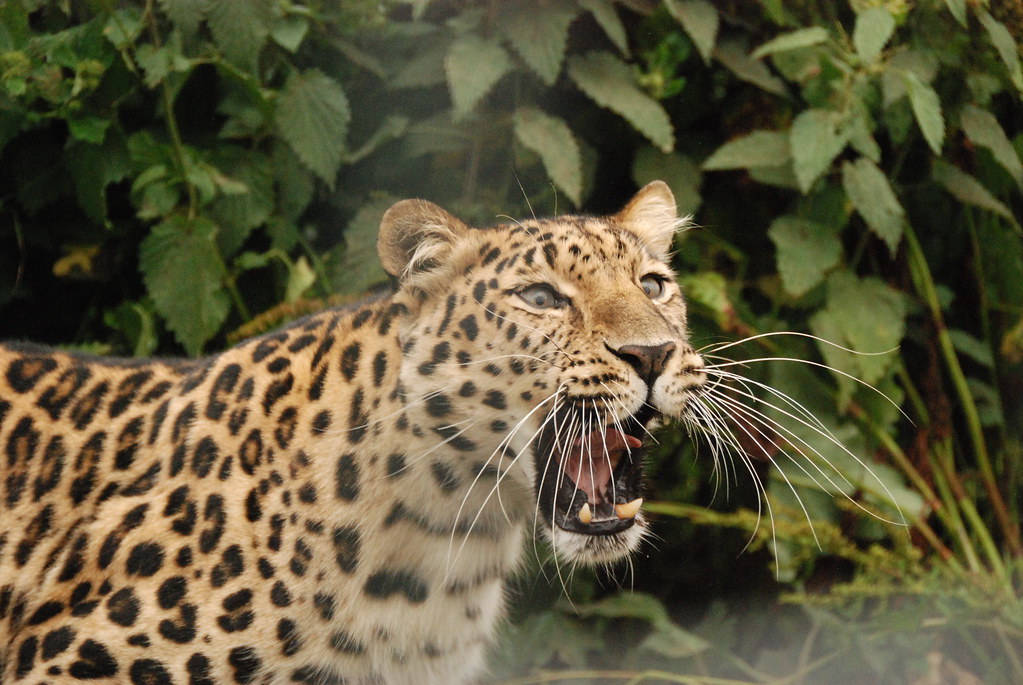 Leopards