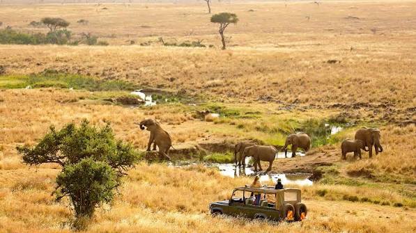 Lewa Wildlife Conservancy: A Model for Private Conservation