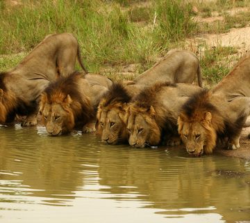 Lion Coalitions: When Male Lions Team Up